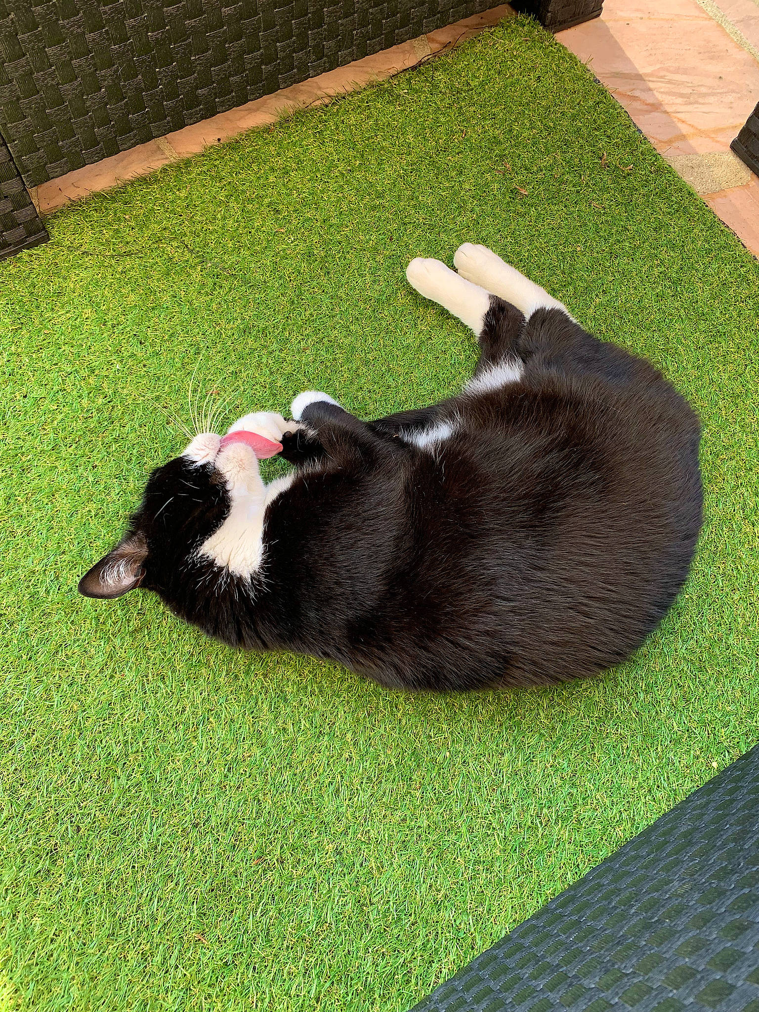 Figaro a rejoint le concours — aidez-le/la à gagner de superbes lots ! artificial_turf, canidae, carnivore, companion_dog, dog_breed, felidae, flooring, fur, grass, groundcover, plant, rectangle, road_surface, shadow, small_to_medium_sized_cats, sporting_group, tail, terrestrial_animal, tints_and_shades, whiskers