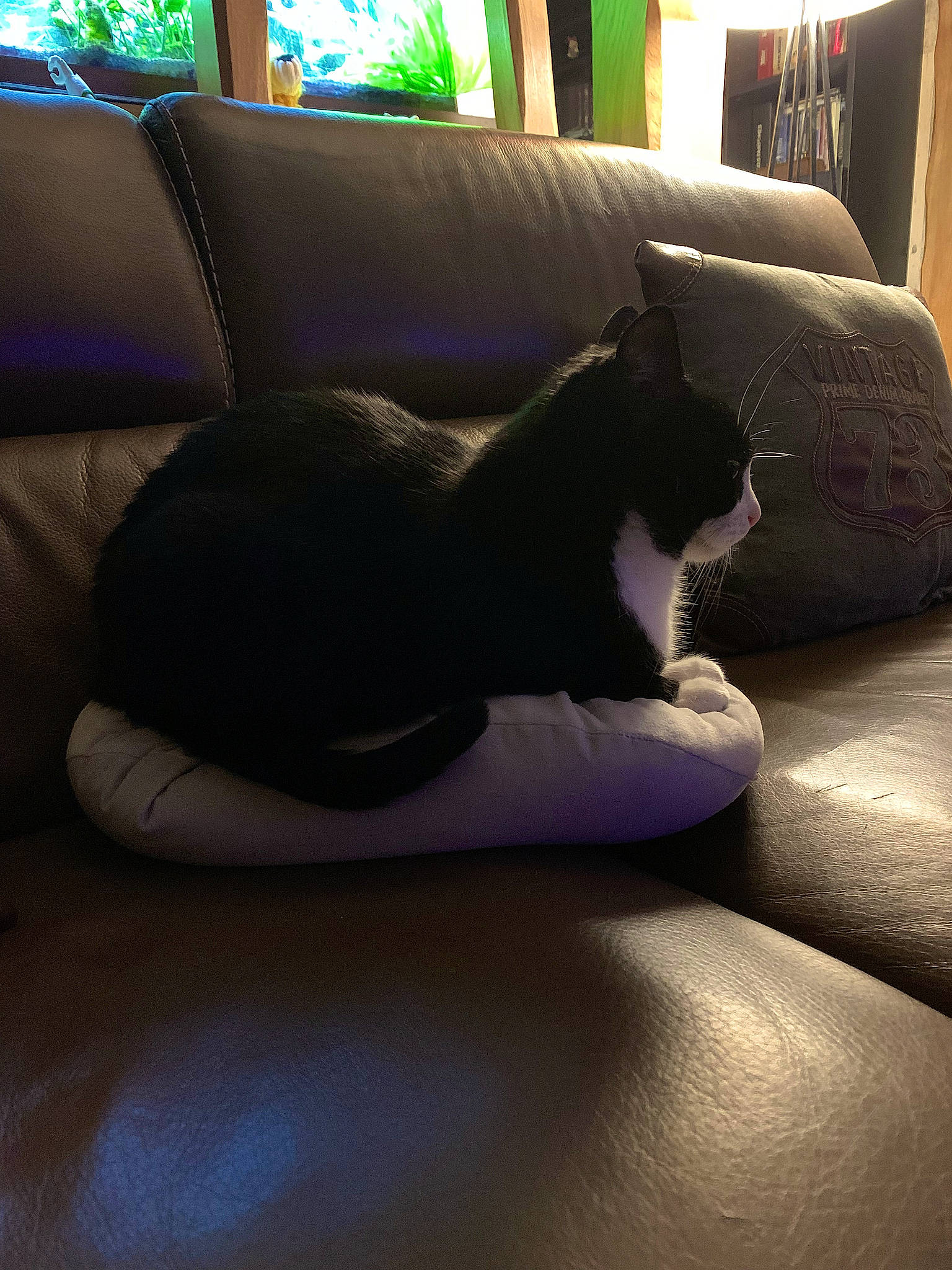 Figaro a rejoint le concours — aidez-le/la à gagner de superbes lots ! carnivore, cat, comfort, companion_dog, couch, felidae, floor, flooring, furniture, grey, hardwood, human_leg, leg, living_room, room, small_to_medium_sized_cats, tail, tints_and_shades, whiskers, wood