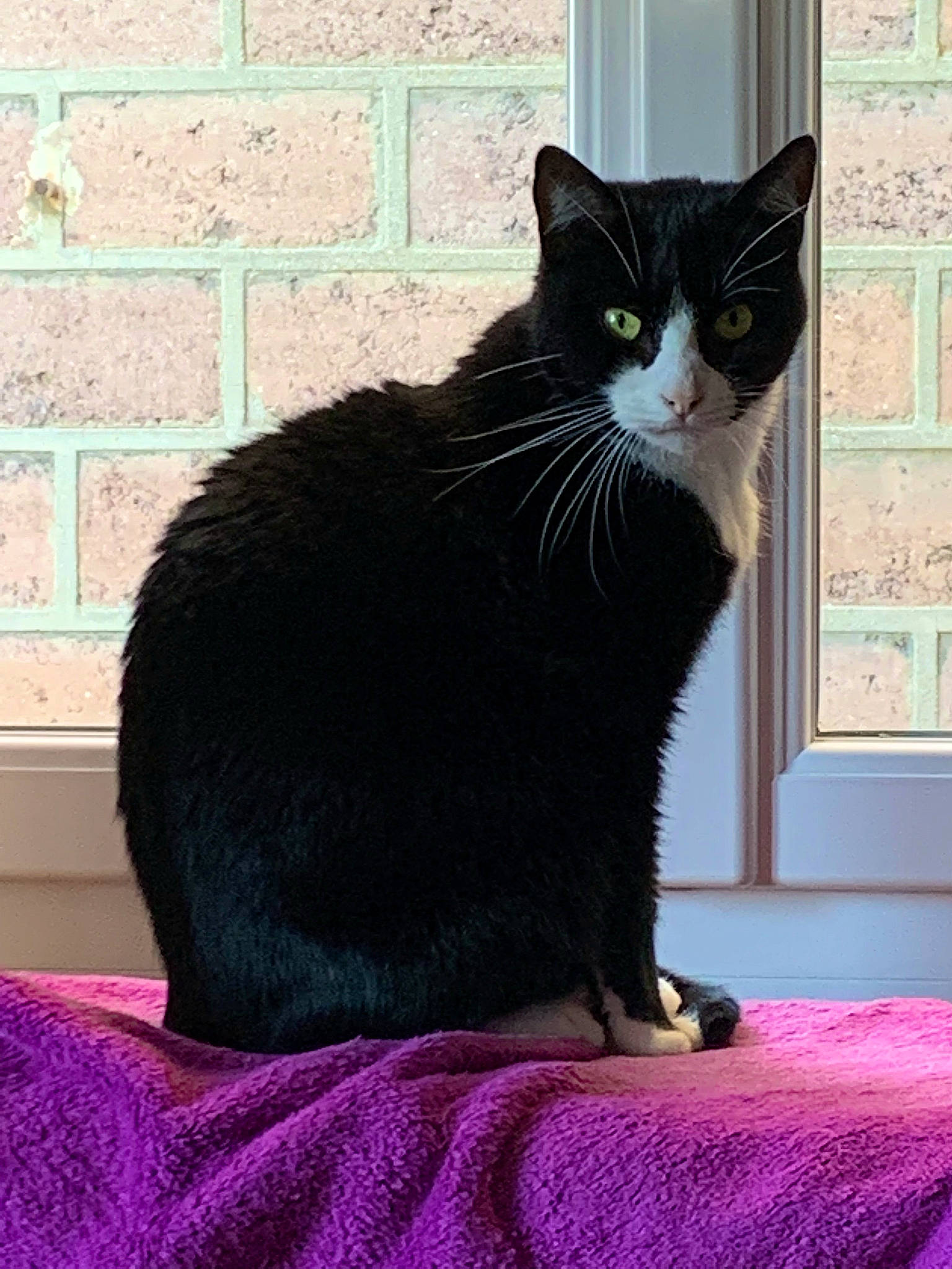 Figaro participe au concours pour gagner de l'argent avec cette photo : black_cat, carnivore, cat, comfort, domestic_short_haired_cat, felidae, fur, green, grey, linens, magenta, paw, pet_supply, sitting, small_to_medium_sized_cats, snout, tail, terrestrial_animal, whiskers, window