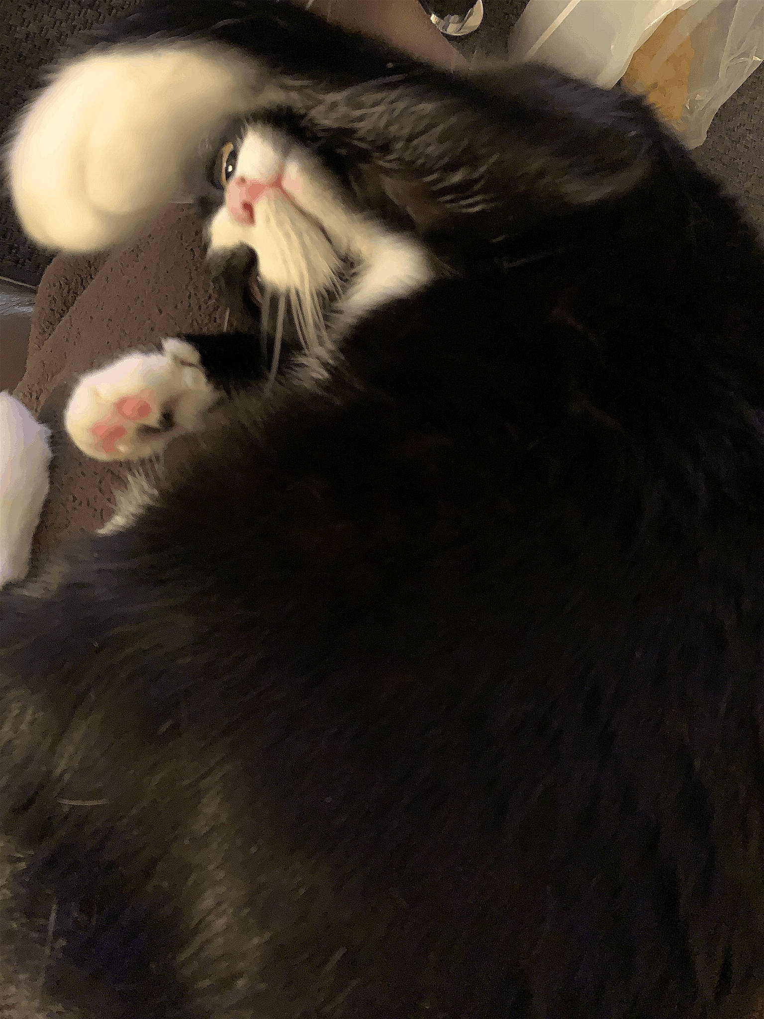 Figaro participe au concours pour gagner de l'argent avec cette photo : carnivore, cat, claw, comfort, eye, felidae, fur, natural_material, paw, small_to_medium_sized_cats, snout, tail, terrestrial_animal, whiskers