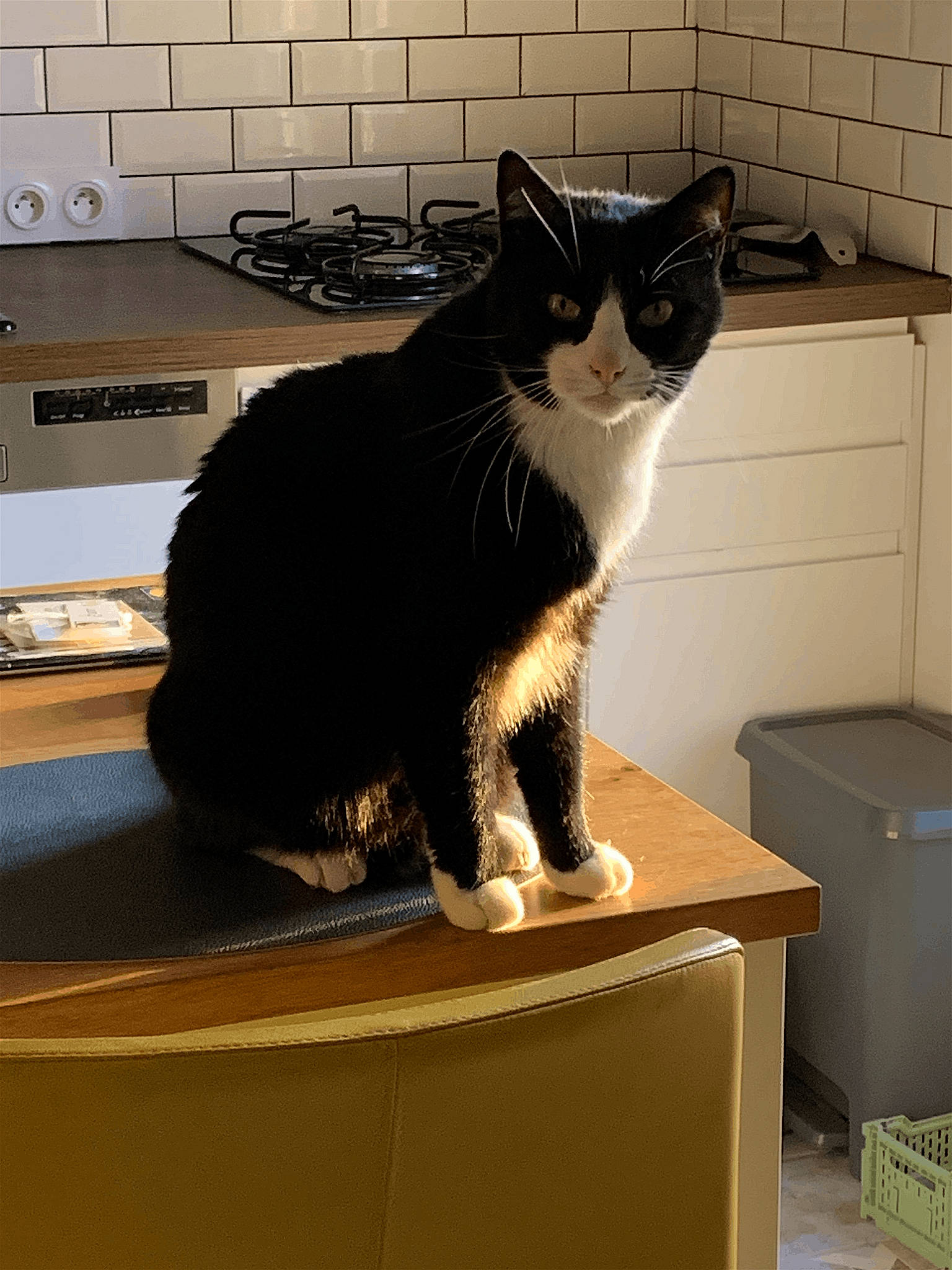 Figaro participe au concours pour gagner de l'argent avec cette photo : black_cat, box, carnivore, cat, comfort, computer_keyboard, domestic_short_haired_cat, drawer, felidae, flooring, fur, grey, hardwood, paw, room, small_to_medium_sized_cats, snout, table, tail, whiskers