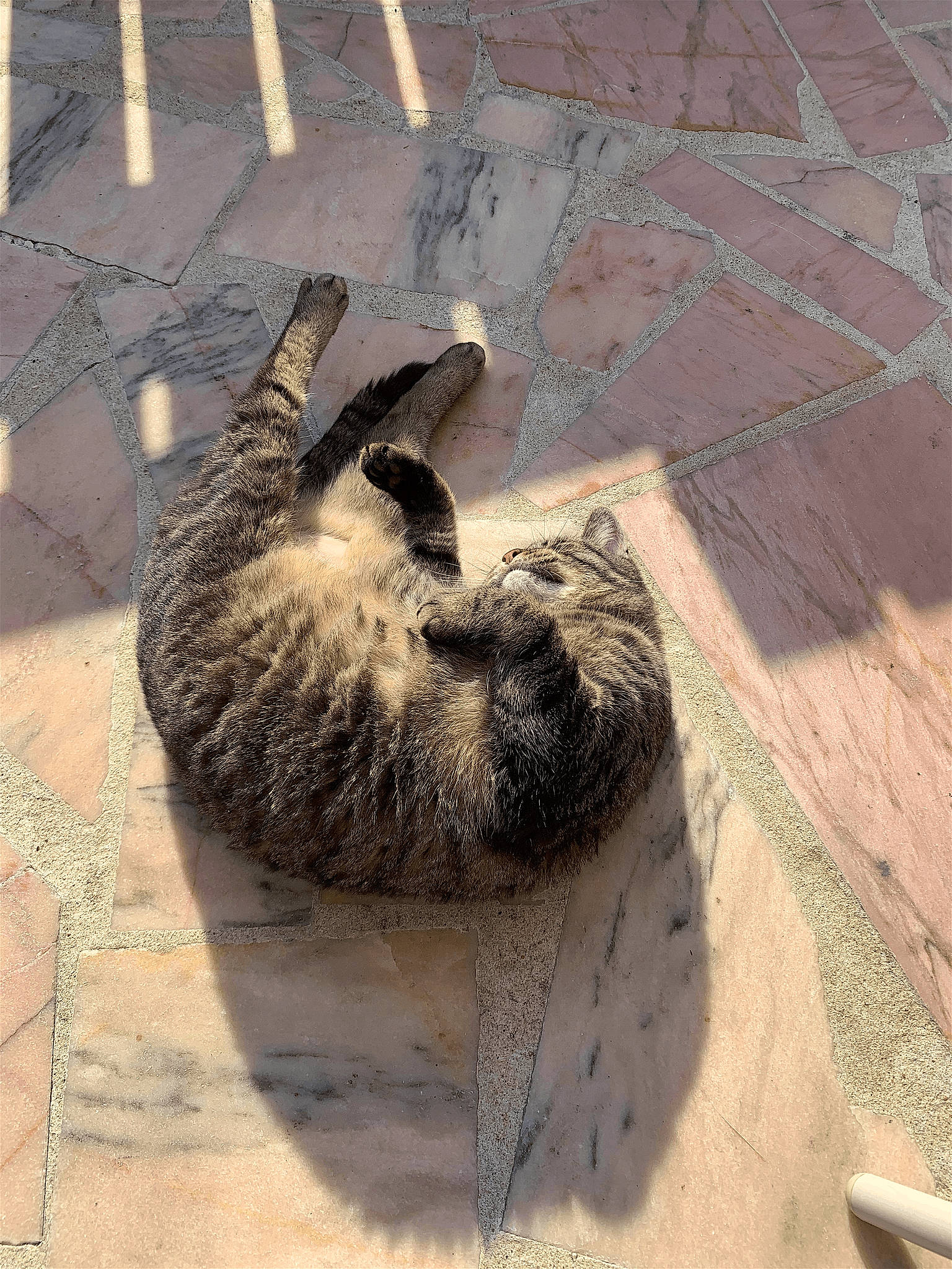 Socrate participe au concours pour gagner de l'argent avec cette photo : canidae, carnivore, claw, dog_breed, felidae, flooring, foot, fur, paw, road_surface, sand, shadow, small_to_medium_sized_cats, soil, sporting_group, tail, terrestrial_animal, wildlife, wood