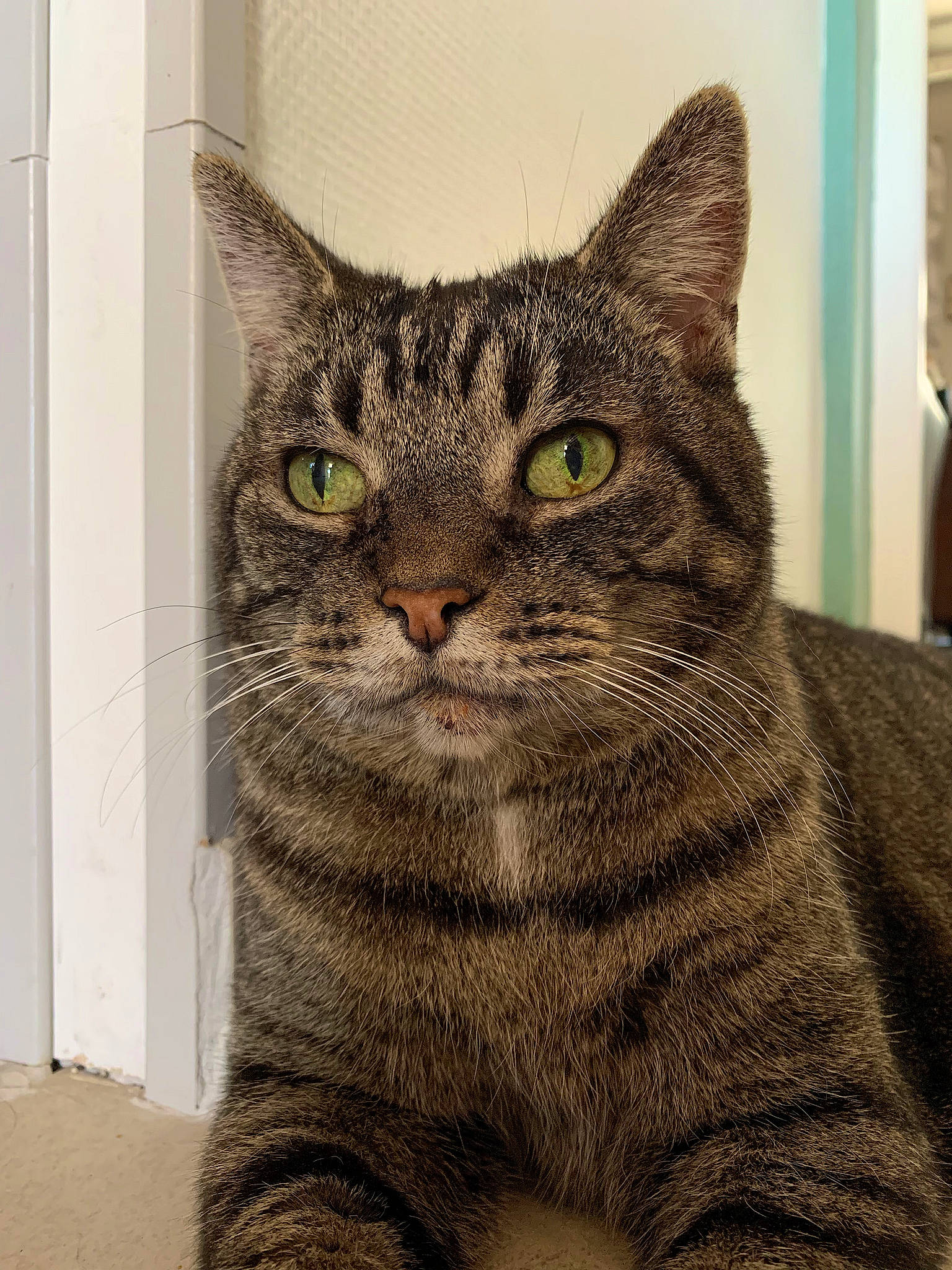 Socrate a rejoint le concours — aidez-le/la à gagner de superbes lots ! art, carnivore, cat, domestic_short_haired_cat, felidae, fur, small_to_medium_sized_cats, snout, terrestrial_animal, whiskers, wildlife, window