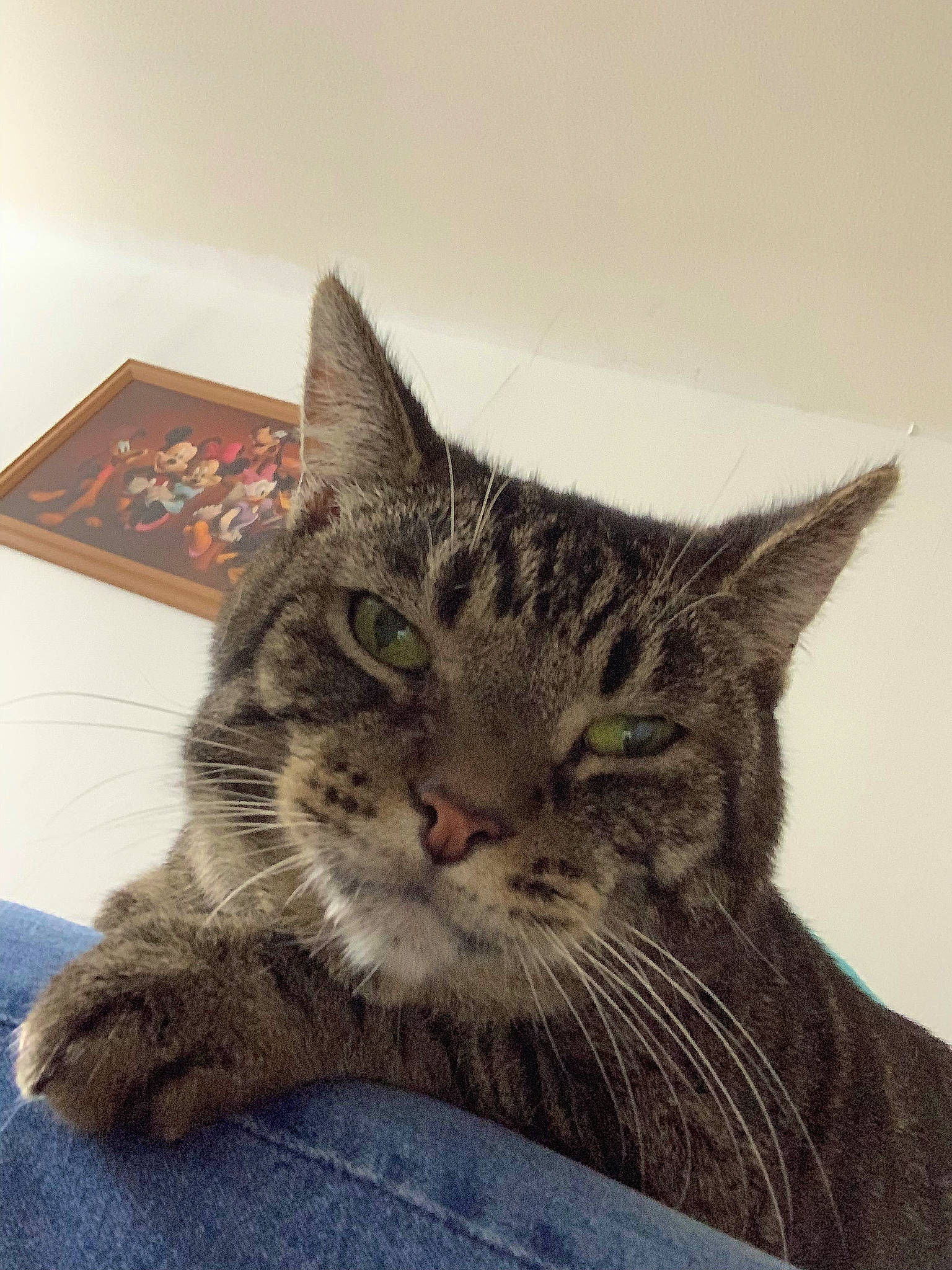 Socrate participe au concours pour gagner de l'argent avec cette photo : art, carnivore, cat, claw, comfort, domestic_short_haired_cat, eye, felidae, fur, head, paw, small_to_medium_sized_cats, snout, terrestrial_animal, whiskers