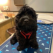 Ace is registered to the contest to win money with this photo: animal, black_dog, canine, curly_fur, cute, dog, domestic_animal, exam_table, fur, harness, indoors, looking_at_camera, mammal, pet, puppy, red_harness, sitting, small_dog, veterinary, veterinary_clinic