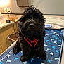 animal, black_dog, canine, curly_fur, cute, dog, domestic_animal, exam_table, fur, harness, indoors, looking_at_camera, mammal, pet, puppy, red_harness, sitting, small_dog, veterinary, veterinary_clinic