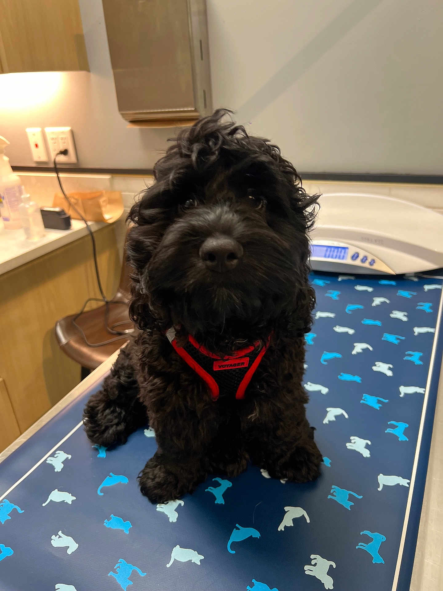 Ace is registered to the contest to win money with this photo: animal, black_dog, canine, curly_fur, cute, dog, domestic_animal, exam_table, fur, harness, indoors, looking_at_camera, mammal, pet, puppy, red_harness, sitting, small_dog, veterinary, veterinary_clinic