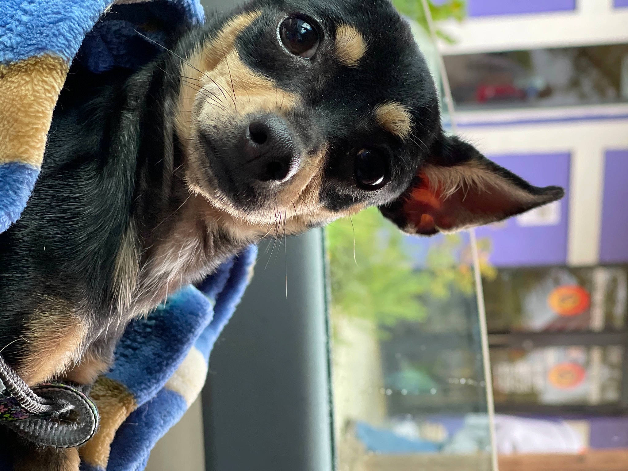 Sassing Pants is registered to the contest to win money with this photo: canidae, carnivore, collar, companion_dog, dog, dog_breed, ear, electric_blue, fawn, fur, guard_dog, pet_supply, pinscher, plant, snout, sporting_group, terrestrial_animal, whiskers, working_animal, working_dog