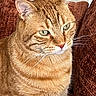 animal, cat, close_up, couch, cushions, ears, feline, fur, ginger_cat, green_eyes, home, indoor, nose, orange_cat, pet, photography, portrait, seated, serious_expression, whiskers