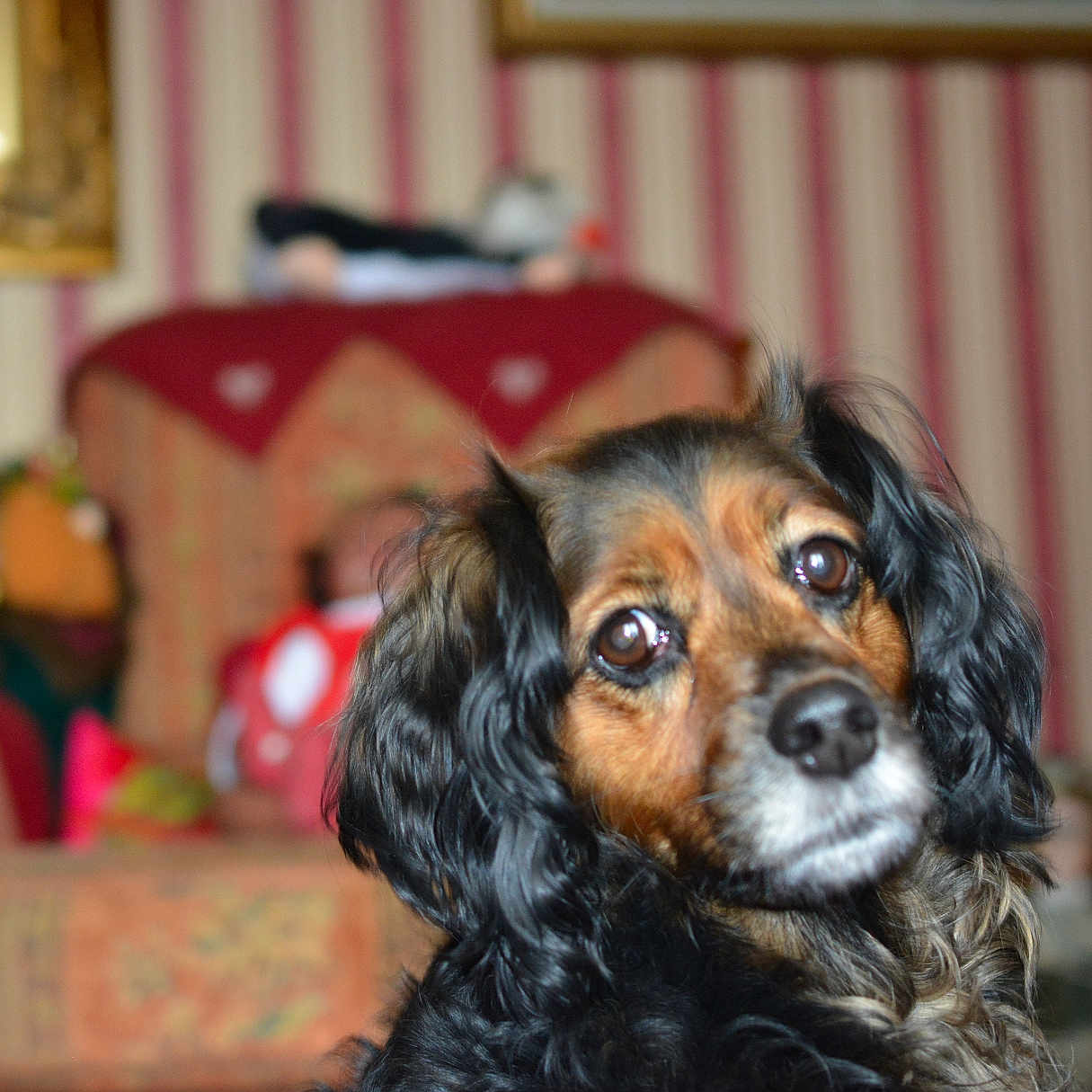 Elvira a rejoint le concours — aidez-le/la à gagner de superbes lots ! dog, pet, animal, indoor, living_room, furniture, armchair, striped_wallpaper, curious, black_fur, brown_fur, portrait, close_up, cozy, home, decor, curly_fur, looking, cute, companion