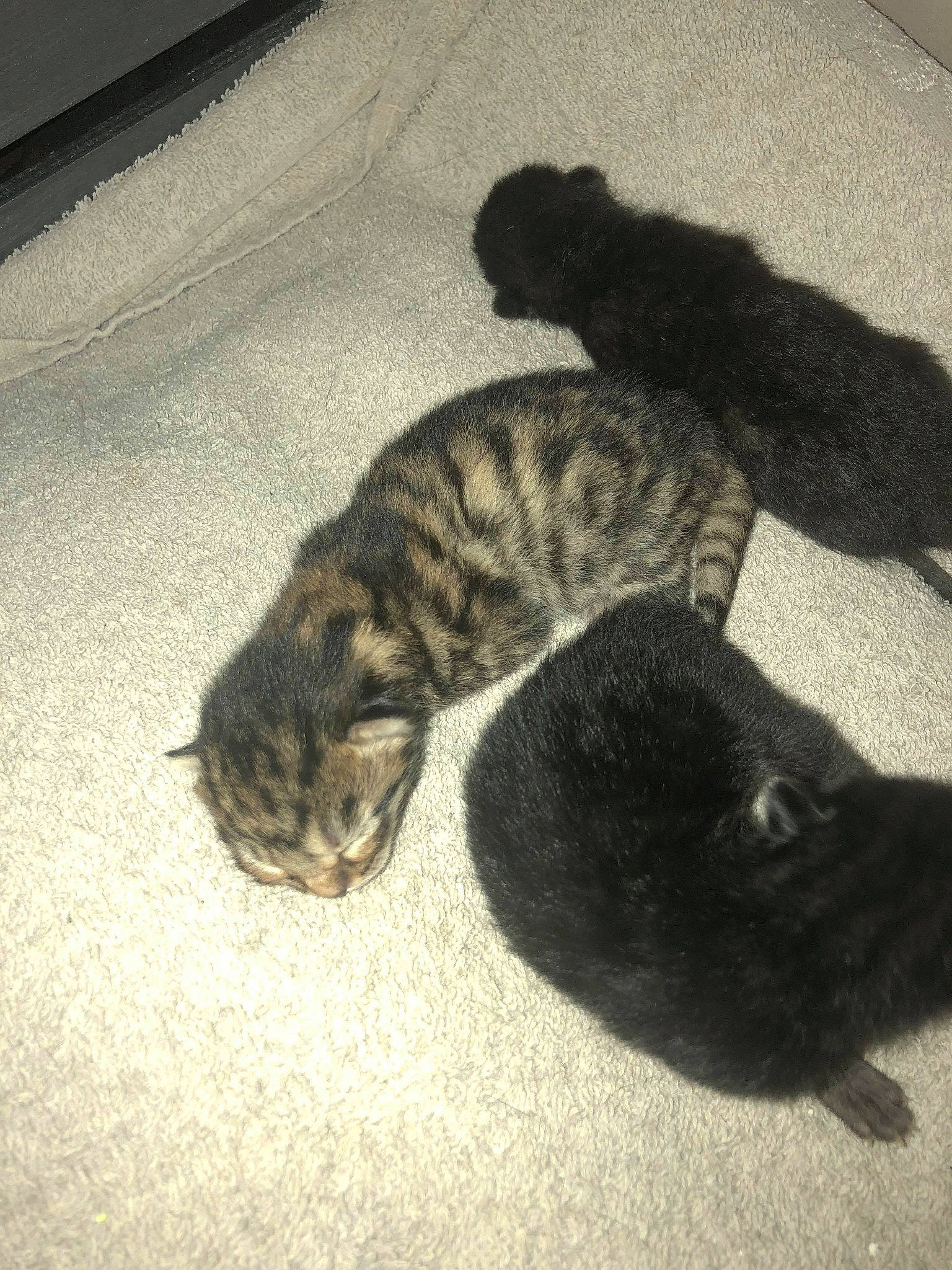 Chandon participe au concours pour gagner de l'argent avec cette photo : bengal, carnivore, cat, domestic_short_haired_cat, dragon_li, european_shorthair, fawn, felidae, kitten, mammal, small_to_medium_sized_cats, tabby_cat, tail, whiskers