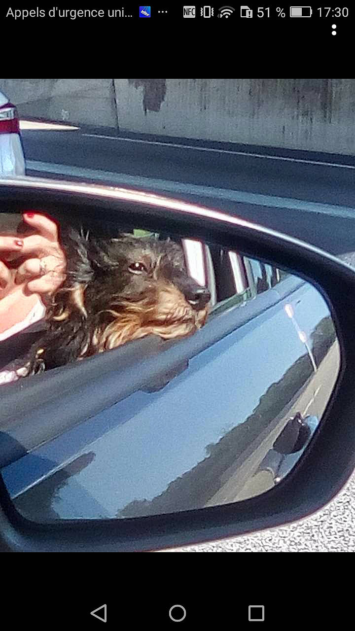 Idem a rejoint le concours — aidez-le/la à gagner de superbes lots ! auto_part, automotive_exterior, automotive_mirror, automotive_window_part, canidae, car, driving, eyewear, glass, glasses, mirror, mode_of_transport, rear_view_mirror, sunglasses, vehicle, vehicle_door, window, windshield