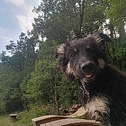 Vicky a rejoint le concours — aidez-le/la à gagner de superbes lots ! animal, bench, canine, dog, furniture, grass, grove, jungle, land, nature, outdoors, park, pet, plant, puppy, rainforest, tree, vegetation, wood, woodland