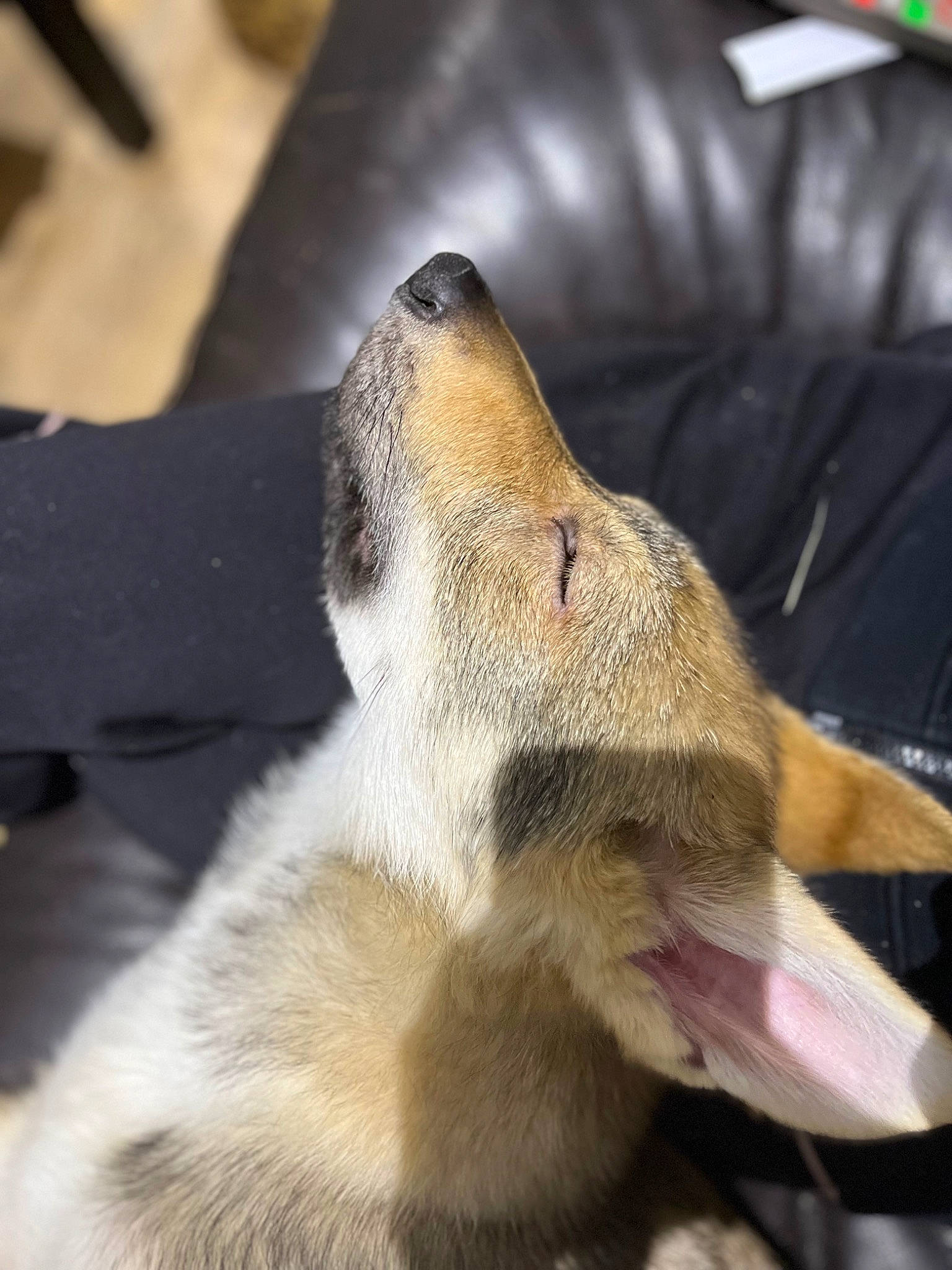 Ulys participe au concours pour gagner de l'argent avec cette photo : canidae, carnivore, claw, comfort, companion_dog, couch, dog_breed, fawn, felidae, fur, paw, sporting_group, tail, terrestrial_animal, whiskers, wildlife, wood