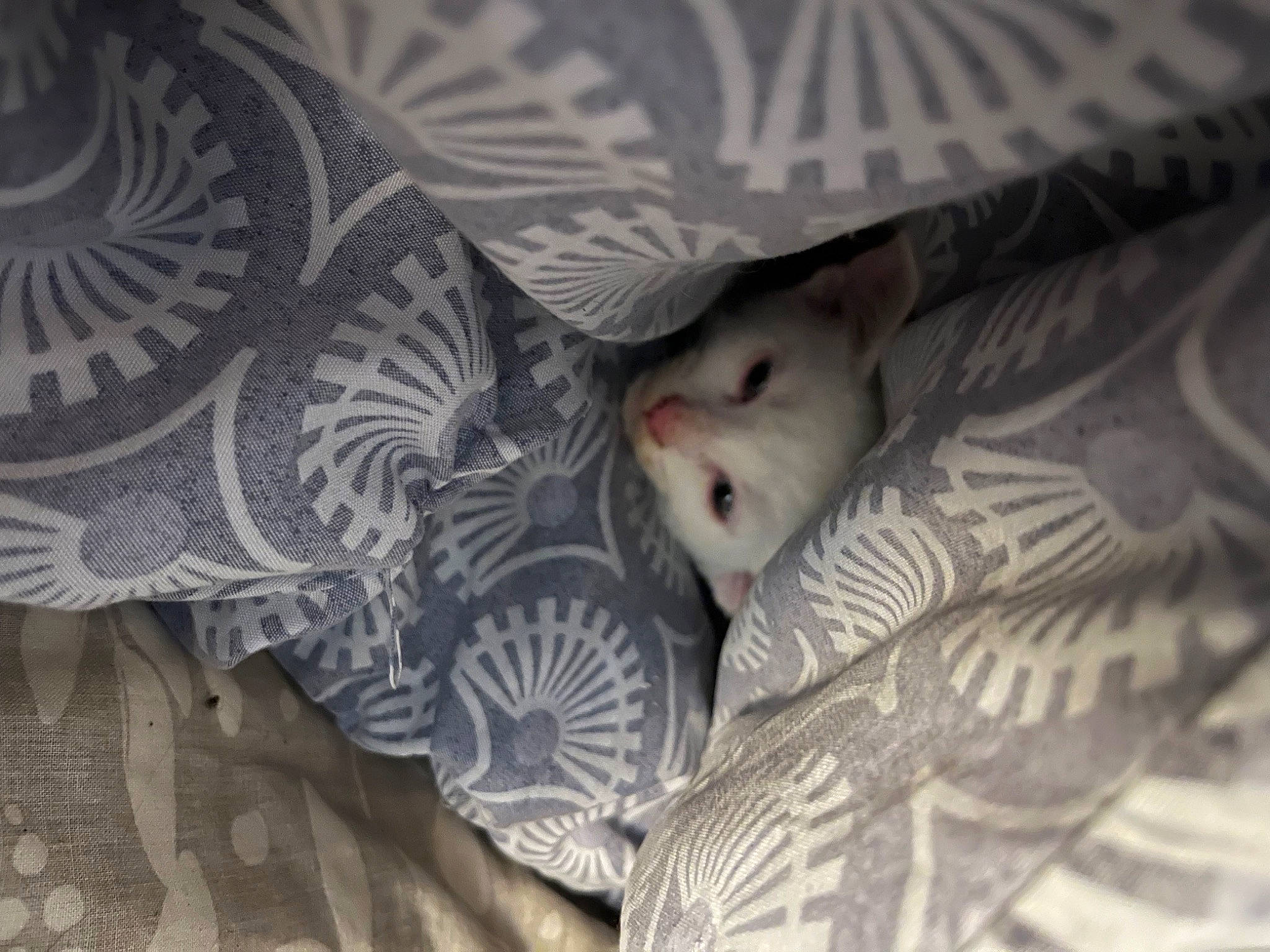 Moon participe au concours pour gagner de l'argent avec cette photo : beak, bird, carnivore, comfort, dog, eye, fawn, feather, felidae, foot, fur, grey, head, linens, monochrome, monochrome_photography, nail, pattern, tail, wood