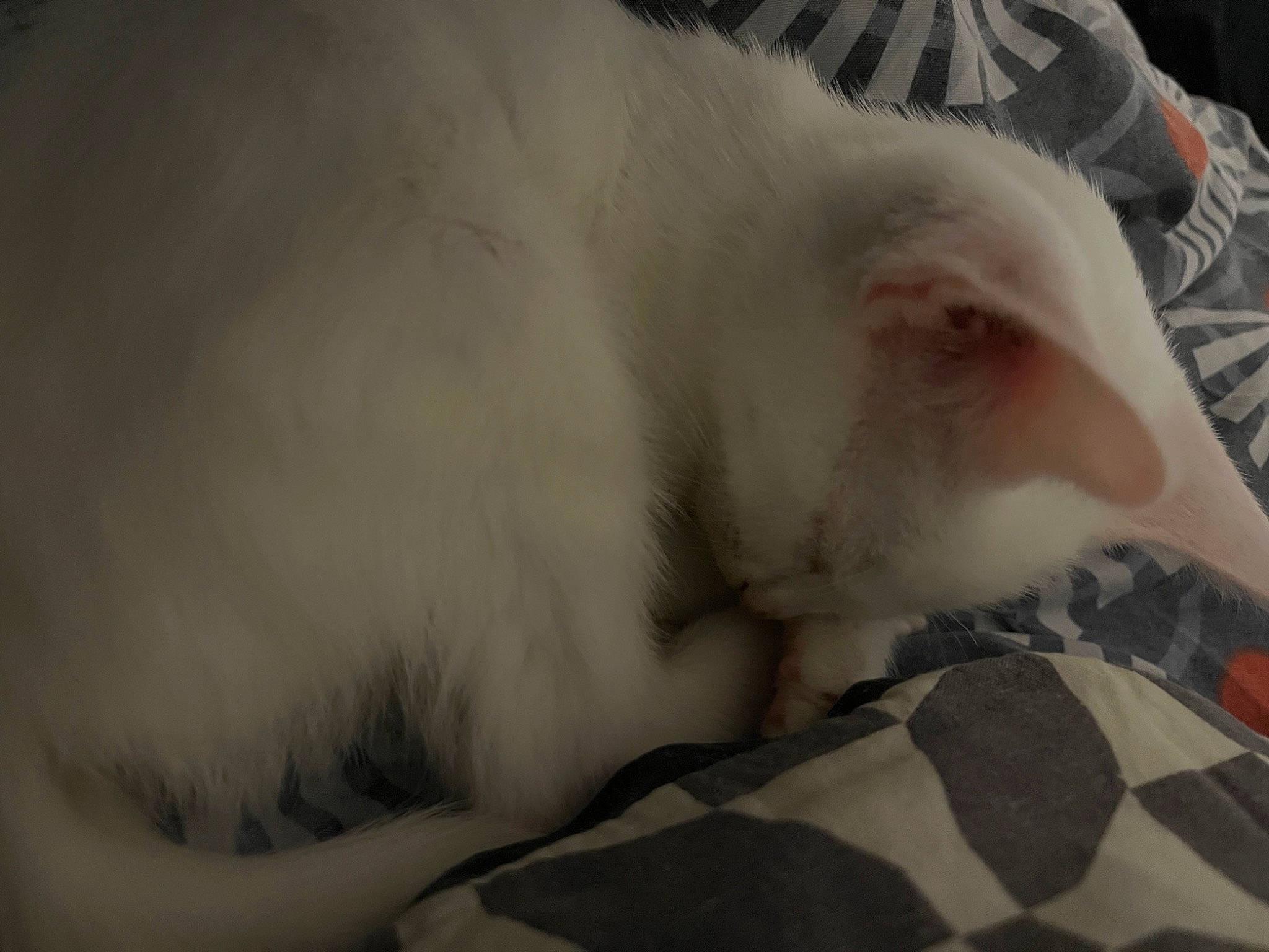 Moon a rejoint le concours — aidez-le/la à gagner de superbes lots ! canidae, carnivore, cat, claw, comfort, domestic_short_haired_cat, felidae, fur, linens, nap, pattern, paw, sleep, small_to_medium_sized_cats, snout, tail, whiskers