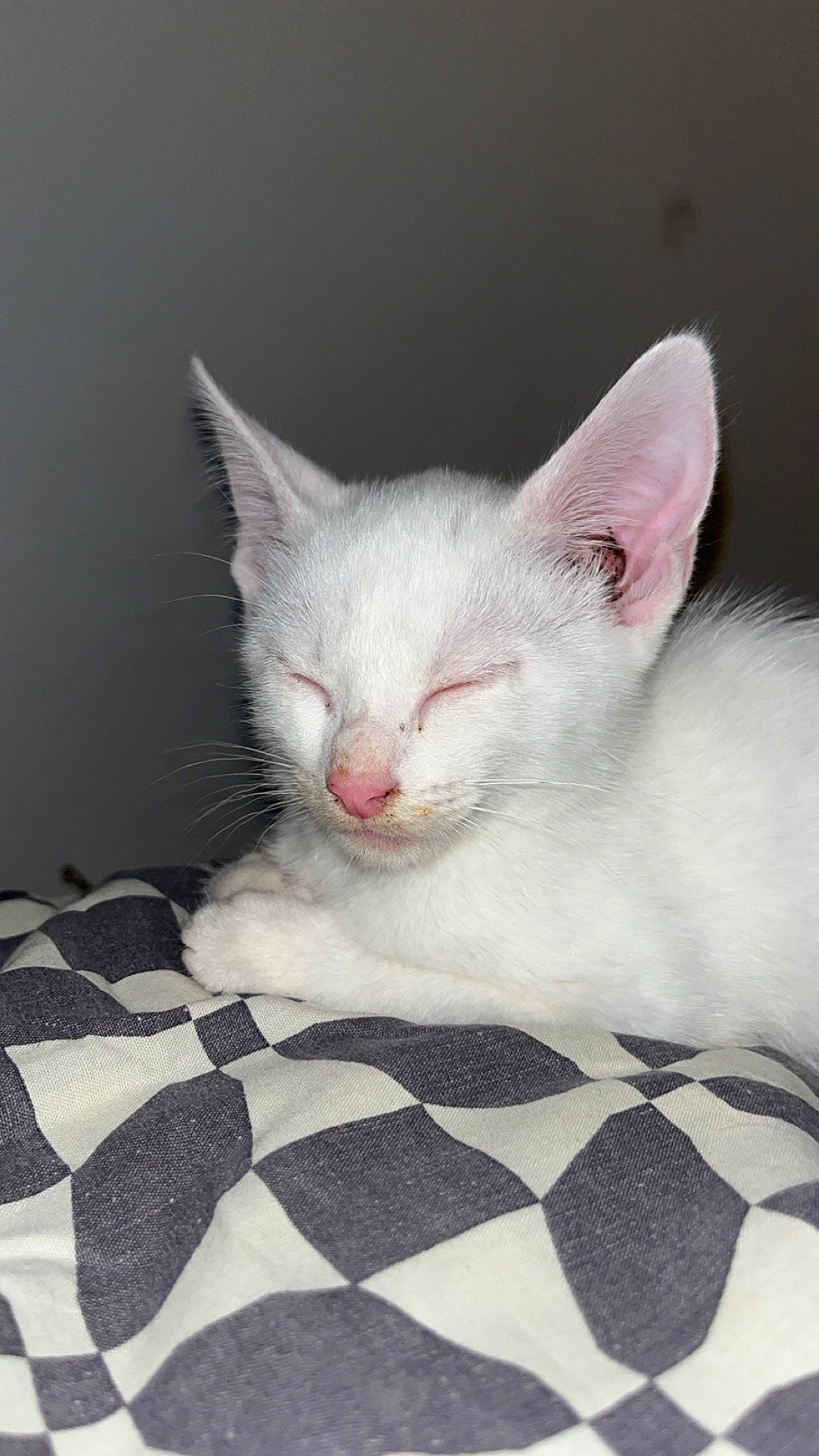 Moon a rejoint le concours — aidez-le/la à gagner de superbes lots ! carnivore, cat, claw, comfort, domestic_short_haired_cat, ear, eye, eyelash, felidae, fur, head, pattern, paw, small_to_medium_sized_cats, snout, tail, terrestrial_animal, whiskers