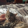 cat, tabby_cat, sleeping, relaxed, pet, animal, fur, striped_fur, whiskers, ears, closed_eyes, bed, blanket, bedroom, hand, petting, television, indoor, cozy, portrait