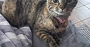 Salem is registered to the contest to win money with this photo: cat, tabby_cat, pet, animal, collar, pink_collar, whiskers, ears, wide_eyes, lying_down, bed, blanket, bedroom, indoor, furniture, dresser, laundry_basket, tiled_floor, portrait, cute