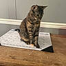 Salem joined the competition — help win amazing prizes! cat, tabby_cat, pet, animal, sitting, calendar, table, wooden_table, indoor, home, gray_fur, striped_fur, green_eyes, whiskers, ears, tail, paws, portrait, stationery, funny