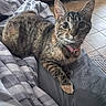 cat, tabby_cat, pet, animal, feline, collar, bed, blanket, bedroom, indoor, lying_down, paws, whiskers, ears, striped_fur, brown_fur, gray_fur, wide_eyes, home, portrait