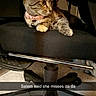 Salem is registered to the contest to win money with this photo: cat, kitten, tabby, pet, animal, collar, pink_collar, sitting, lying_down, office_chair, chair, indoor, home, furniture, carpet, dark_lighting, portrait, cute, text_overlay, snapchat_style