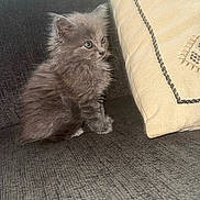 Luna is registered to the contest to win money with this photo: animal, cat, couch, cozy, curious, cute, domestic, feline, fluffy, gray_fur, indoor, kitten, pet, pillow, portrait, side_view, sitting, small, soft, young