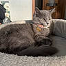 animal, bed, cat, collar, cozy, cute, domestic_cat, ears, fur, furniture, gray_cat, home, indoor, pet, relaxed, resting, sunlight, tag, tail, whiskers
