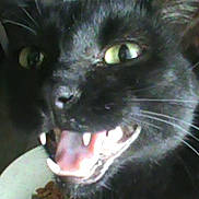Cuddles is registered to the contest to win money with this photo: black_cat, cat, animal, pet, close_up, teeth, mouth_open, green_eyes, whiskers, fur, indoor, food_bowl, feeding_time, feline, portrait, looking, expression, sharp_teeth, closeup, domestic_cat