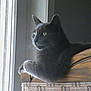 cat, gray_cat, window, chair, wooden_chair, indoor, pet, animal, feline, relaxed, looking_outside, natural_light, calm, domestic_cat, fur, whiskers, ears, paw, resting, side_view