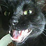 black_cat, cat, animal, pet, close_up, teeth, mouth_open, green_eyes, whiskers, fur, indoor, food_bowl, feeding_time, feline, portrait, looking, expression, sharp_teeth, closeup, domestic_cat