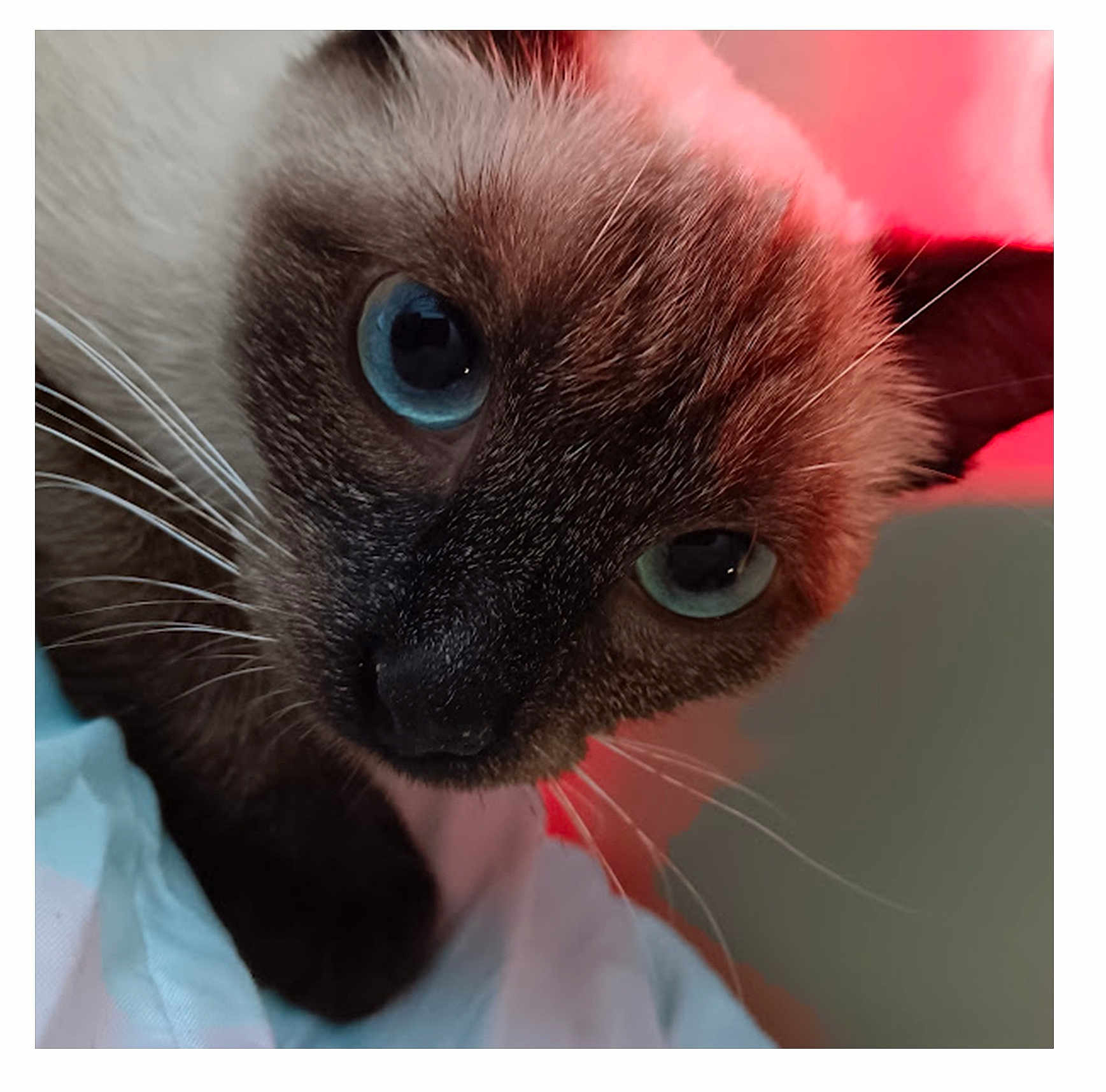 Snowball