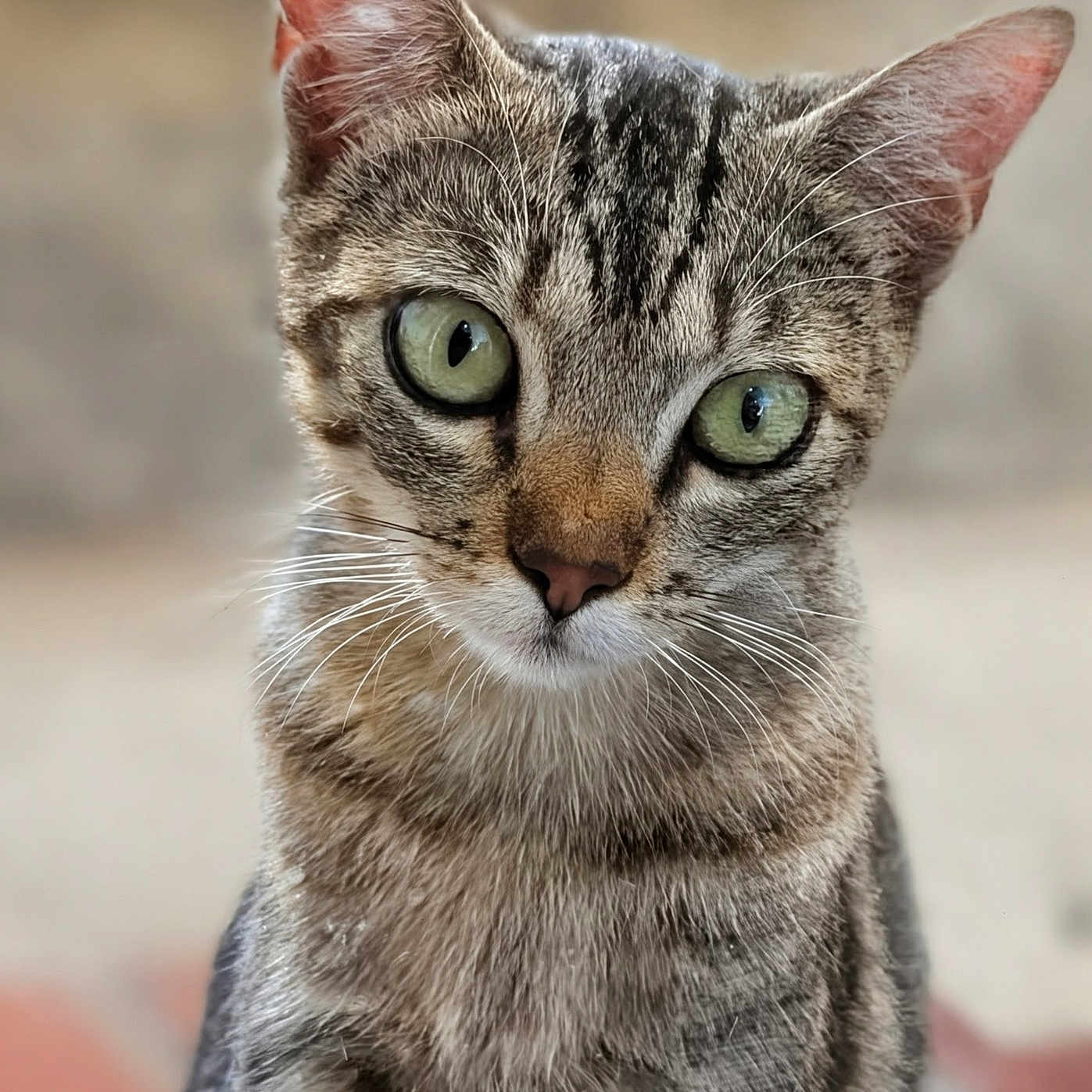Lizzie is registered to the contest to win money with this photo: animal, background_blur, cat, close_up, curious, cute, domestic_cat, ears, face, feline, fur, green_eyes, indoor, looking, mammal, pet, portrait, soft_light, tabby, whiskers