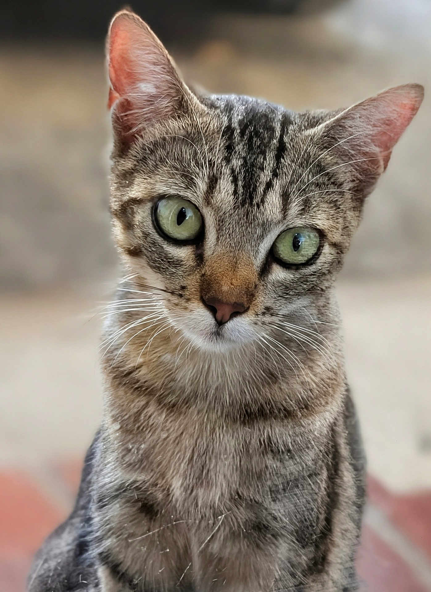 Lizzie is registered to the contest to win money with this photo: animal, background_blur, cat, close_up, curious, cute, domestic_cat, ears, face, feline, fur, green_eyes, indoor, looking, mammal, pet, portrait, soft_light, tabby, whiskers