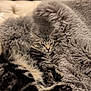 animal, cat, closeup, comfort, couch, cozy, cute, feline, fluffy_blanket, fur, home, indoor, paw, pet, relaxed, resting, sleepy, soft_texture, tabby, whiskers