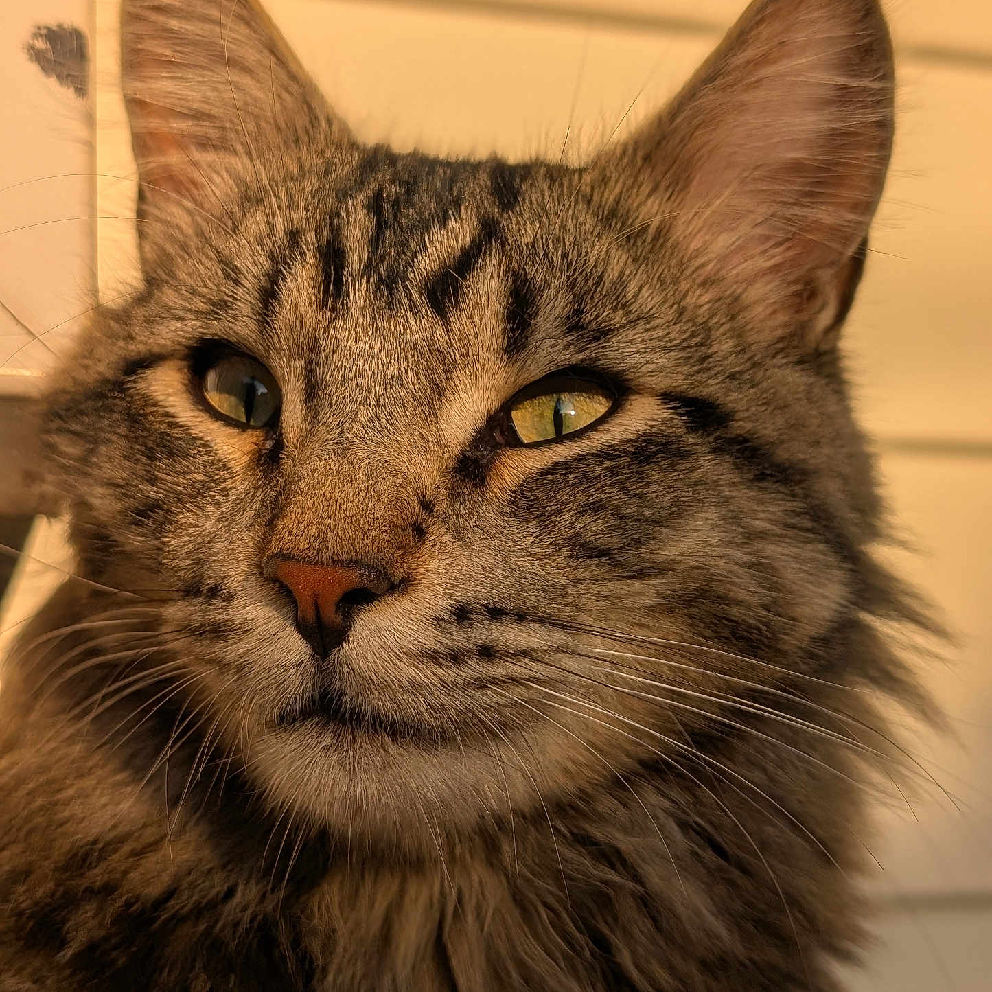 Nels joined the competition — help win amazing prizes! animal, beige_background, cat, close_up, cute, detailed_texture, domestic_animal, ears, eyes, feline, fur, indoor, mammal, nose, pet, portrait, relaxed, tabby_cat, warm_light, whiskers