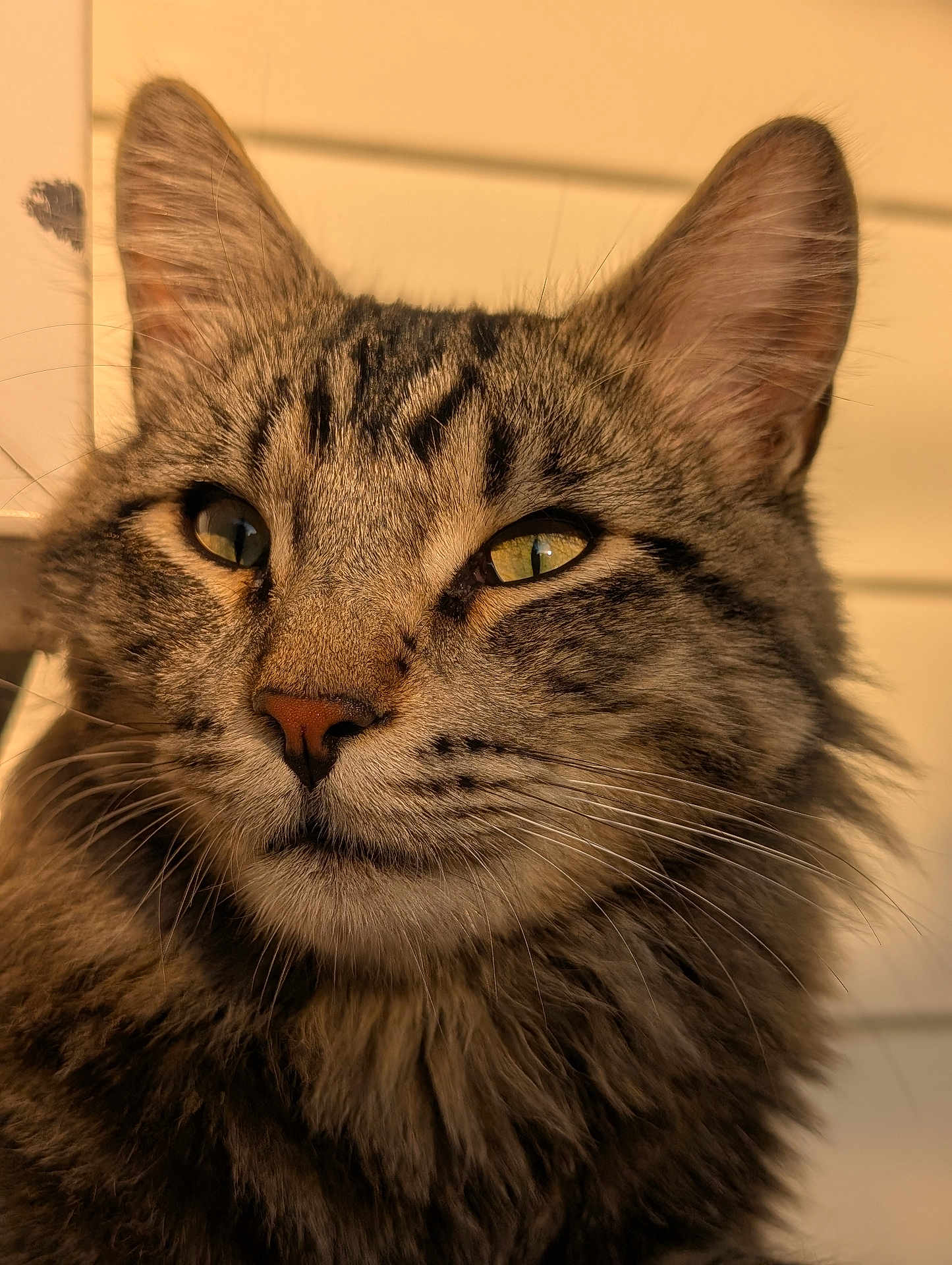 Nels joined the competition — help win amazing prizes! animal, beige_background, cat, close_up, cute, detailed_texture, domestic_animal, ears, eyes, feline, fur, indoor, mammal, nose, pet, portrait, relaxed, tabby_cat, warm_light, whiskers