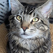 Nels is registered to the contest to win money with this photo: cat, tabby, close_up, portrait, feline, pet, whiskers, ears, eyes, fur, animal, domestic, cute, mammal, indoor, resting, looking_up, texture, soft_light, focus