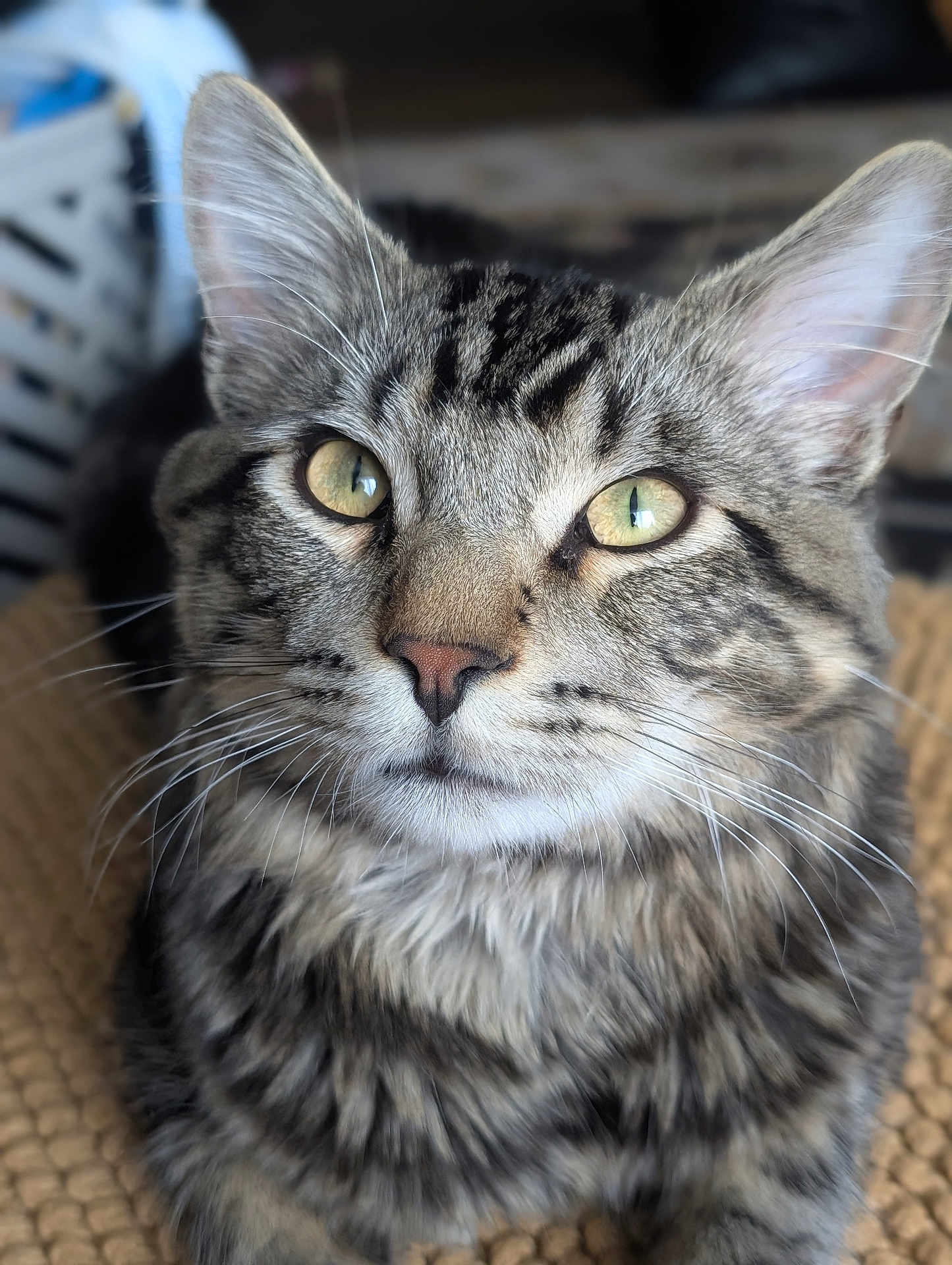 Nels is registered to the contest to win money with this photo: cat, tabby, close_up, portrait, feline, pet, whiskers, ears, eyes, fur, animal, domestic, cute, mammal, indoor, resting, looking_up, texture, soft_light, focus
