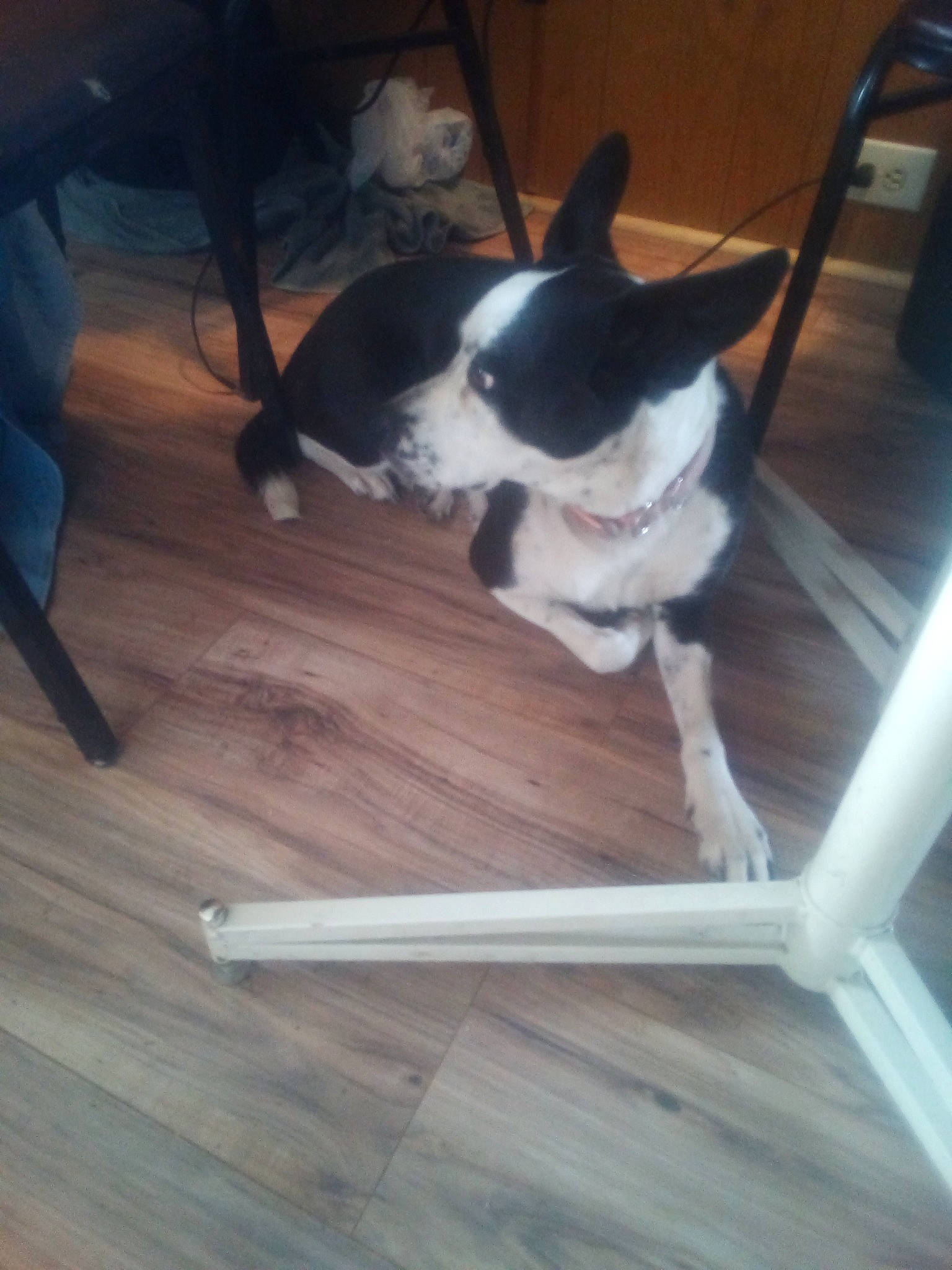 Charlotte joined the competition — help win amazing prizes! boston_terrier, carnivore, chair, comfort, companion_dog, dog, dog_breed, fawn, felidae, floor, flooring, hardwood, laminate_flooring, small_to_medium_sized_cats, tail, whiskers, window, wood, wood_flooring, working_animal