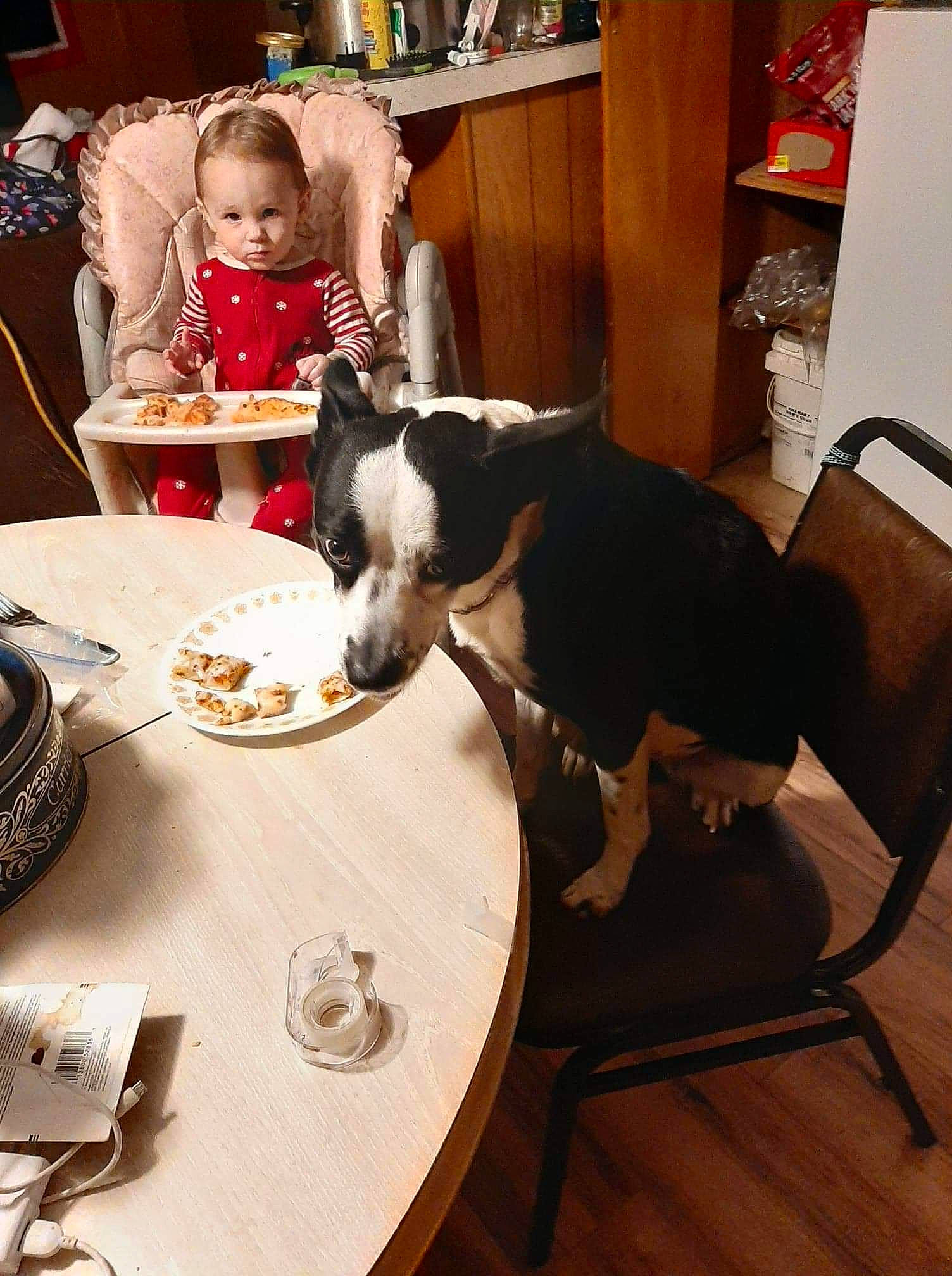 Charlotte is registered to the contest to win money with this photo: carnivore, chair, comfort, companion_dog, cup, dishware, dog, dog_breed, drinkware, fawn, flooring, furniture, photograph, plate, serveware, snapshot, table, tableware, toddler, wood
