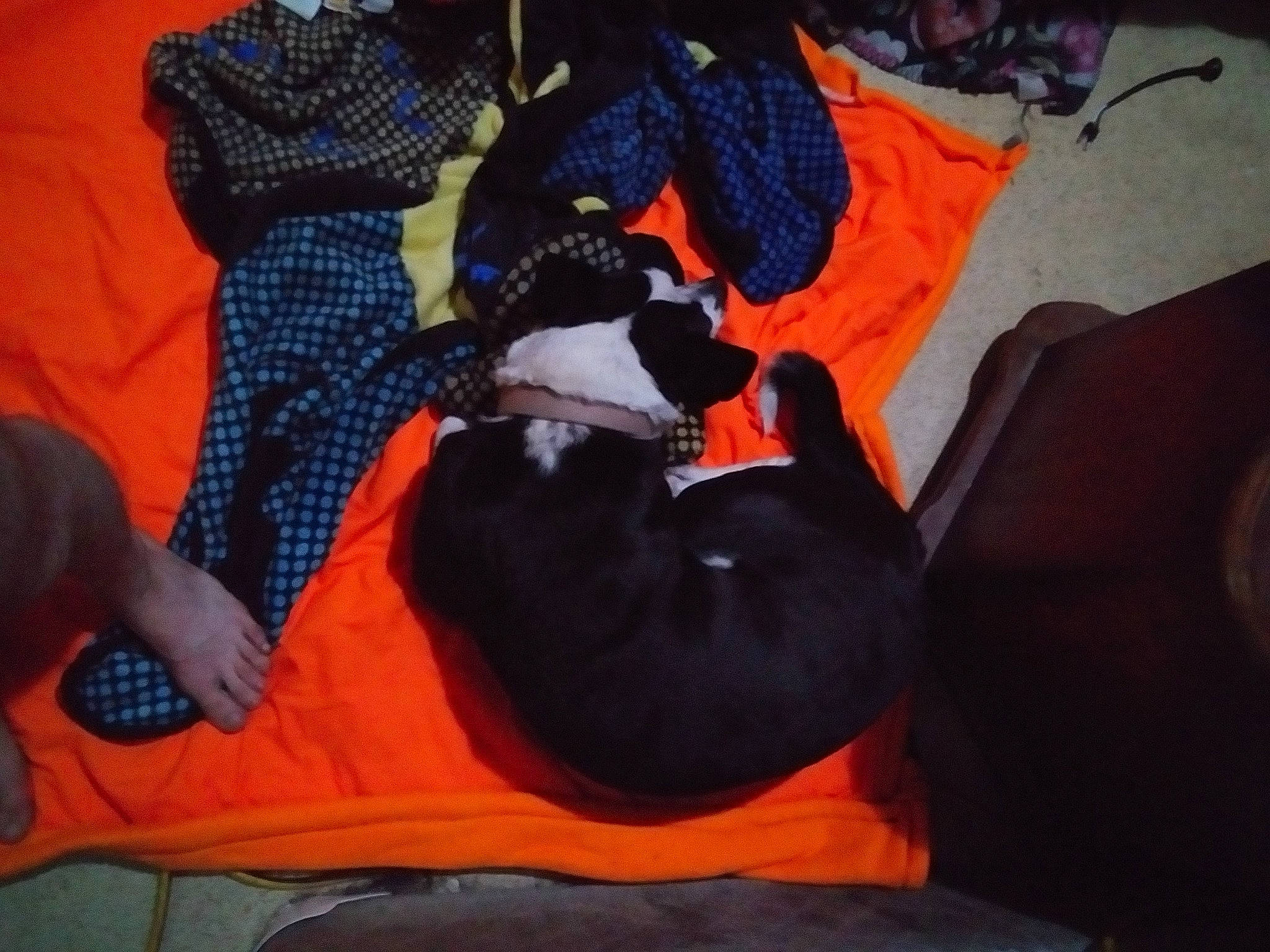 Charlotte is registered to the contest to win money with this photo: bag, bean_bag, bean_bag_chair, canidae, carmine, carnivore, cat, comfort, felidae, fur, lap, linens, luggage_and_bags, nap, orange, pattern, recreation, small_to_medium_sized_cats, sporting_group, tail