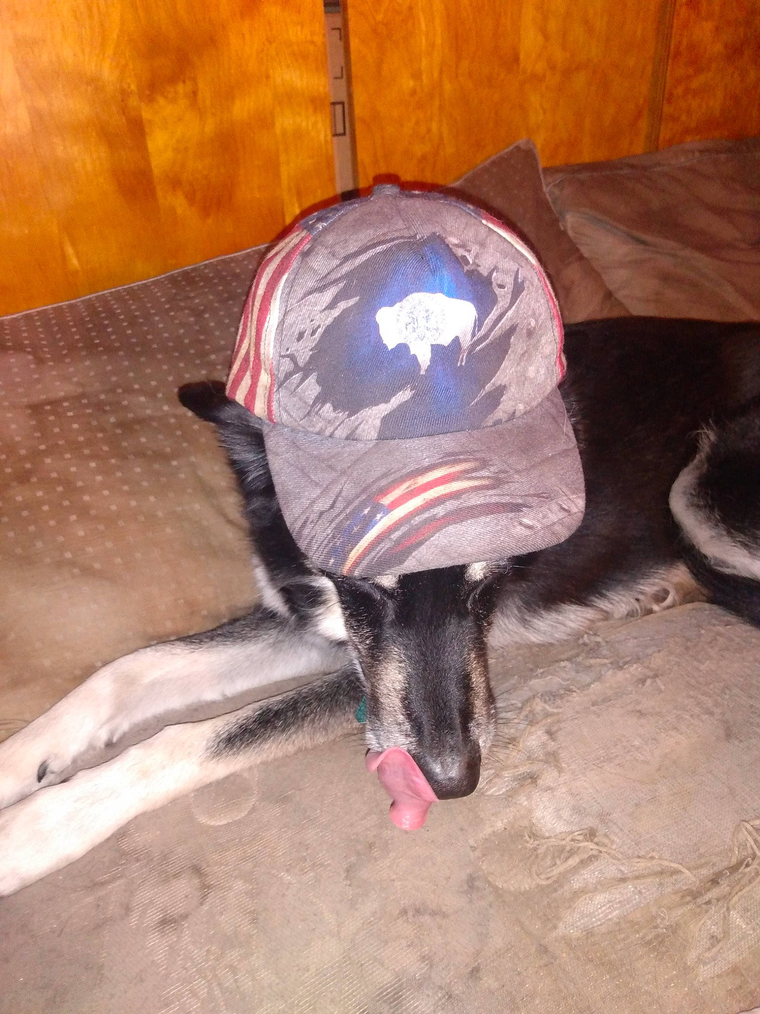 Buddy joined the competition — help win amazing prizes! baseball_cap, canidae, cap, carmine, carnivore, dog, dog_breed, dog_supply, fashion_accessory, flooring, fur, headgear, paw, personal_protective_equipment, snout, soil, sporting_group, tail, wood, working_animal