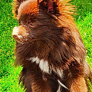 Koda Bear is registered to the contest to win money with this photo: dog, brown, fluffy, white_patch, grass, outdoor, pet, canine, fur, animal, nature, sunlight, portrait, side_view, cute, domestic_animal, muzzle, ears, whiskers, alert