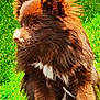 dog, brown, fluffy, white_patch, grass, outdoor, pet, canine, fur, animal, nature, sunlight, portrait, side_view, cute, domestic_animal, muzzle, ears, whiskers, alert