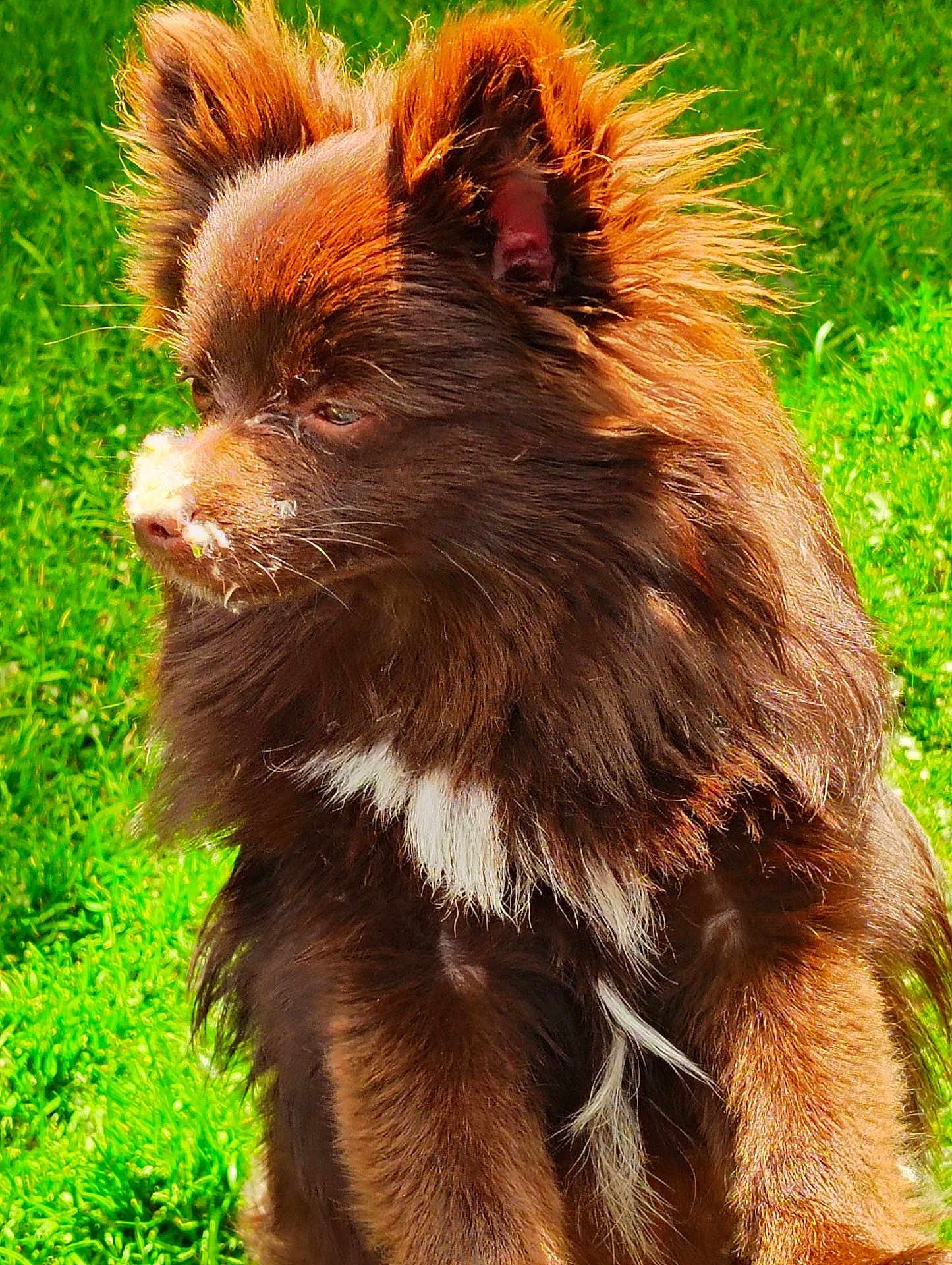Koda Bear is registered to the contest to win money with this photo: dog, brown, fluffy, white_patch, grass, outdoor, pet, canine, fur, animal, nature, sunlight, portrait, side_view, cute, domestic_animal, muzzle, ears, whiskers, alert