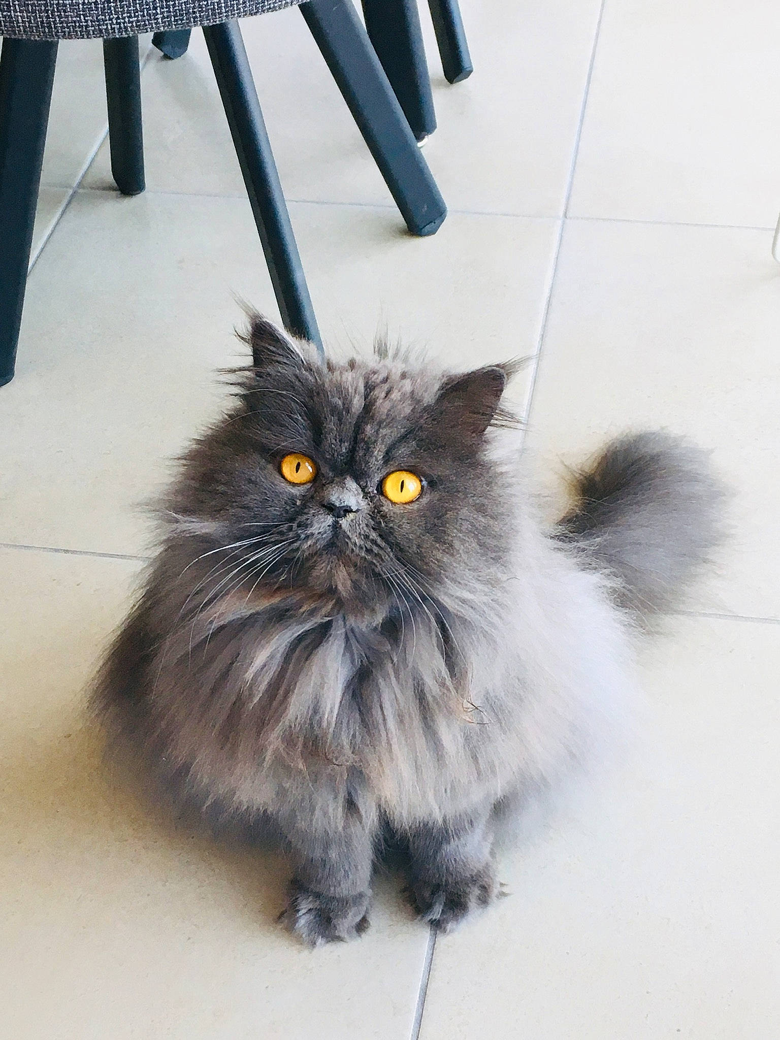 Olga participe au concours pour gagner de l'argent avec cette photo : automotive_tire, british_longhair, carnivore, cat, claw, felidae, flooring, fur, grey, hardwood, paw, plant, small_to_medium_sized_cats, snout, tail, terrestrial_animal, whiskers, wood