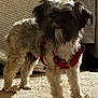 Pookie is registered to the contest to win money with this photo: dog, small_dog, pet, fur, harness, red_harness, standing, carpet, indoor, cozy, blanket, texture, curious, animal, mammal, companion, furry, cute, paw, shadow