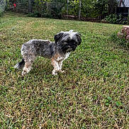Pookie joined the competition — help win amazing prizes! dog, grass, yard, fence, outdoor, pet, small_dog, fur, tree, daylight, nature, canine, animal, backyard, greenery, sunlight, quiet, leisure, standing, shrubbery