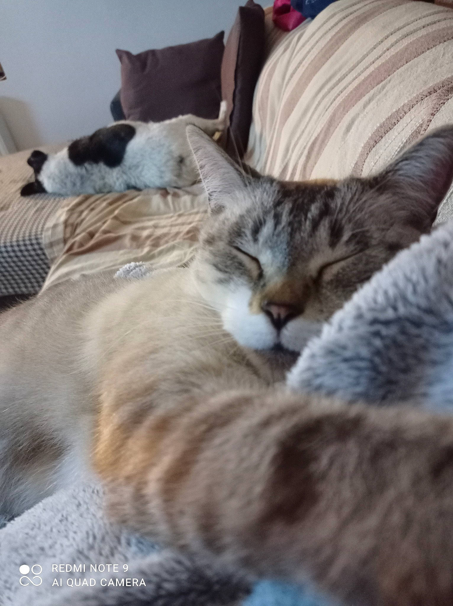 Titi a rejoint le concours — aidez-le/la à gagner de superbes lots ! bed, bedding, carnivore, cat, claw, comfort, domestic_short_haired_cat, felidae, fur, grey, linens, mammal, nap, paw, sleep, small_to_medium_sized_cats, tail, vertebrate, whiskers